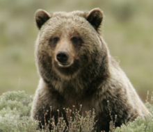 grizzly_bear