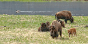 bison_at_yellowstone