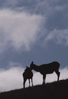 silhouette_deer