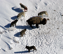 wolves_surrounding_bison